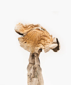 Buy Amazonian Magic Mushroom - Free Edibles