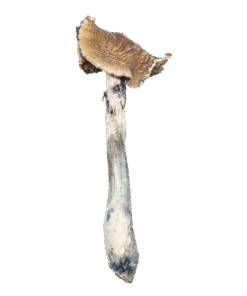 TRI-COLOUR PE MAGIC MUSHROOM